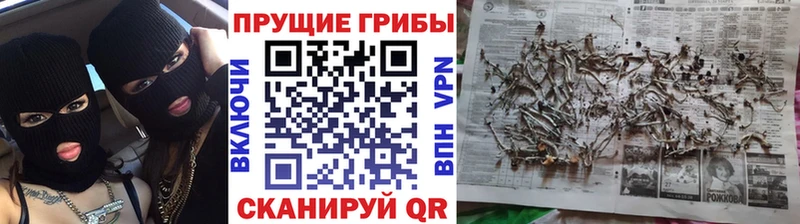 Псилоцибиновые грибы GOLDEN TEACHER  блэк спрут как зайти  Буй 